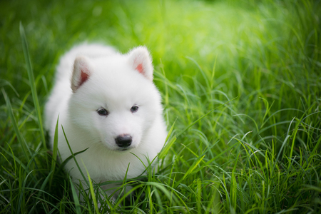 Cute white siberian husky puppy playing on green grass under sunlightの写真素材