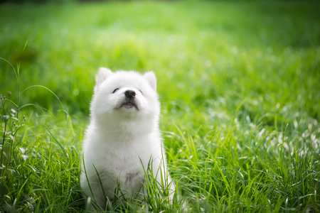 Cute white siberian husky puppy looking up on green grass under sunlightの写真素材