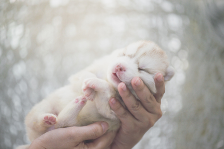 Asian woman's hand holding siberian husky puppyの写真素材