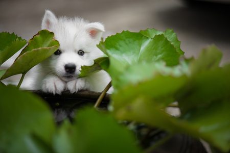 Cute siberian husky puppy playing in the park and look at cameraの写真素材