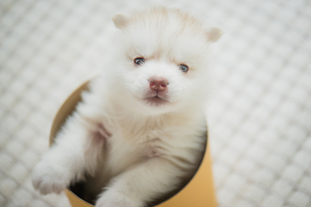 Cute siberian husky puppy  playing in a cylinder boxの写真素材