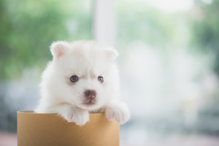Cute siberian husky puppy  playing in a cylinder boxの写真素材