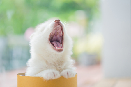 Cute siberian husky puppy  playing in a cylinder boxの写真素材