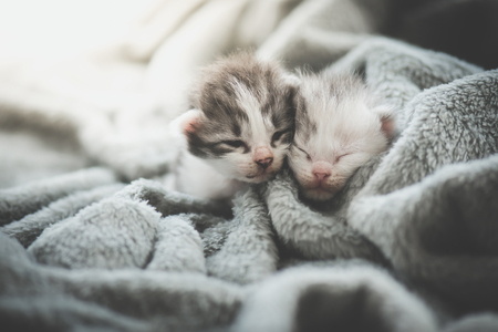 Two Newborn kittens sleeping under wool blanketの写真素材