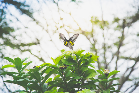 Close up of butterfly flying in the parkの写真素材
