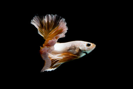 Gold betta fish, siamese fighting fish on black background isolatedの写真素材