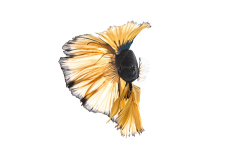Blue mustard betta fish isolated on white backgroundの写真素材