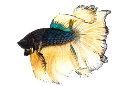 Blue mustard betta fish isolated on white backgroundの写真素材
