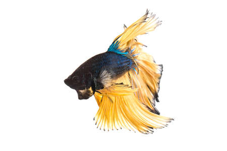 Blue mustard betta fish isolated on white backgroundの写真素材