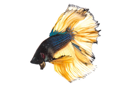 Blue mustard betta fish isolated on white backgroundの写真素材