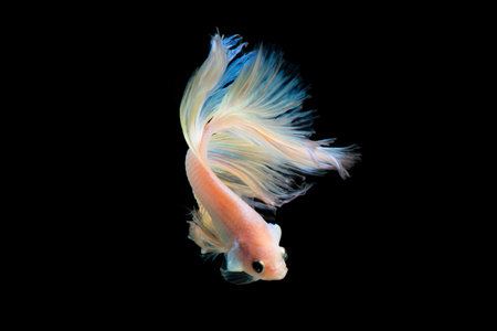 Blue mustard betta fish isolated on white backgroundの写真素材