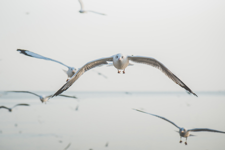 White seagulls flying over the Seaの写真素材