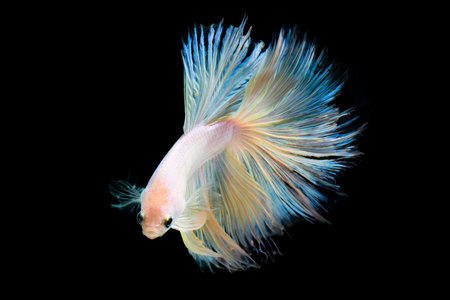 Pearl betta fish, siamese fighting fish on black background isolatedの写真素材