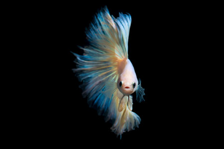 Pearl betta fish, siamese fighting fish on black background isolatedの写真素材