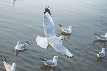 White seagulls flying over the Seaの写真素材