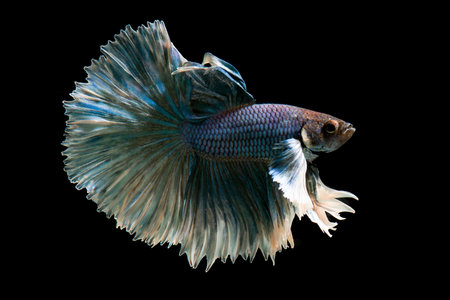 Copper betta fish, siamese fighting fish on black background isolatedの写真素材