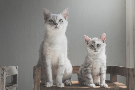 Cute American short hair cats sitting on old wood shelf under light from a windowの写真素材