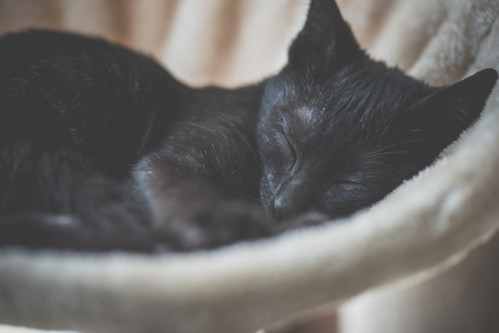 Cute Black kitten sleeping on cat towerの写真素材