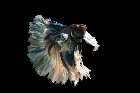 Copper betta fish, siamese fighting fish on black background isolatedの写真素材