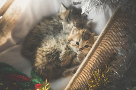 Cute tabby kittens sleeping and hugging in a basket on christmas dayの写真素材
