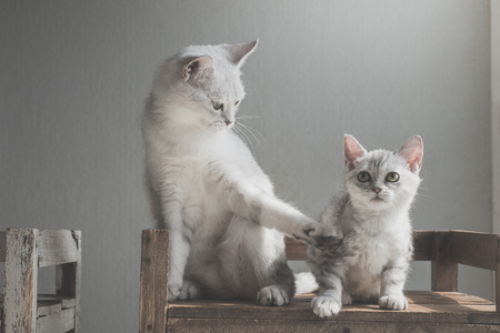 Cute American short hair cats sitting on old wood shelf under light from a windowの写真素材