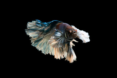 Copper betta fish, siamese fighting fish on black background isolatedの写真素材
