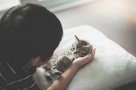 Cute asian child playing with short hair kittenの写真素材