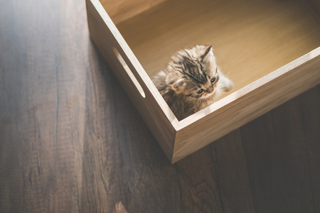 Top view of cute kitten playig in a wooden box under sunlightの写真素材