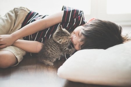 Cute asian child playing with short hair kittenの写真素材