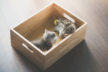 Two Cute kittens playig in a wooden box under sunlightの写真素材