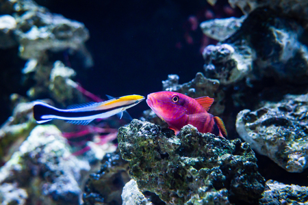 Cleaner Wrasse (Labroides dimidiatus), attending and cleaning a Long- Barbel Goatfishの写真素材