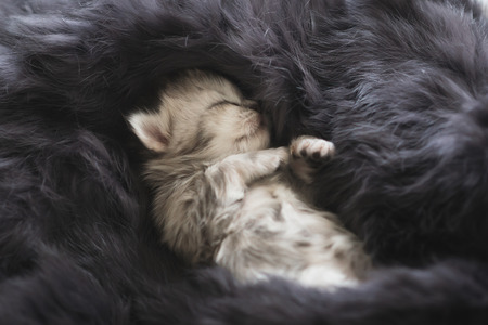Cute kitten sleeping on black furの写真素材