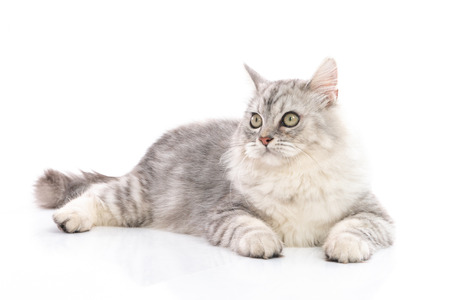 Persian cat on white background,isolatedの写真素材