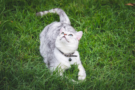 Close up of  silver cute cat looking up on green grassの写真素材