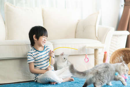 Cute Asian child playing with two cats in living room.の写真素材