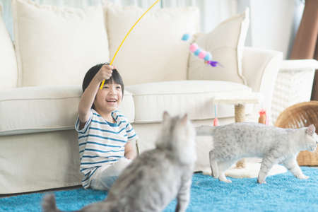 Cute Asian child playing with two cats in living room.の写真素材