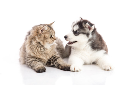 Cat and dog together lying on a white background,isolatedの写真素材