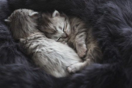 Cute kittens sleeping on black furの写真素材