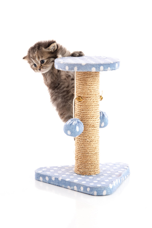 Cute tabby kitten playing on a cat tree, isolated on whiteの写真素材