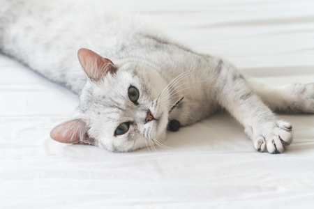 Cute cat lying on white bedの写真素材