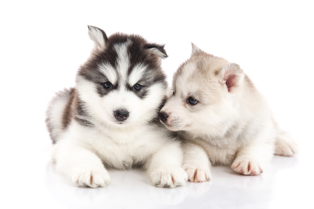 Cute Two siberian husky puppies on white background isolatedの写真素材