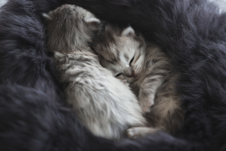 Cute kittens sleeping on black furの写真素材