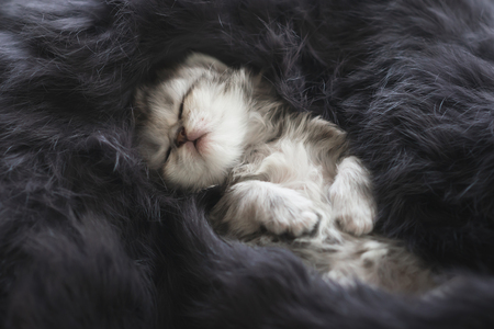 Cute kitten sleeping on black furの写真素材