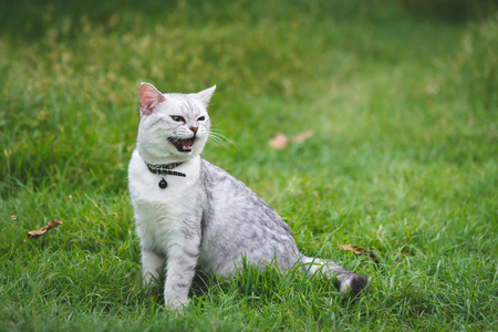 Close up of  silver cute cat sitting on green grassの写真素材
