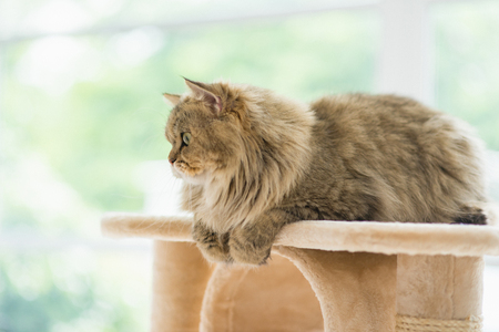 Cute Persian cat sitting on cat towerの写真素材