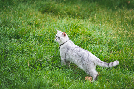 Close up of  silver cute cat on green grassの写真素材