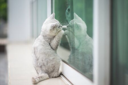 Cute british kitten with reflection in the windowの写真素材