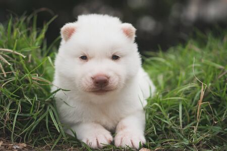 White siberian husky puppy on grassの写真素材