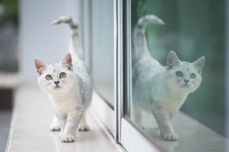 Cute british kitten with reflection in the windowの写真素材