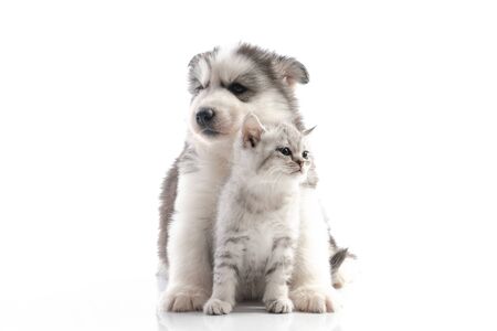 Cute siberian husky puppy  cuddling  cute kitten on white background isolatedの写真素材